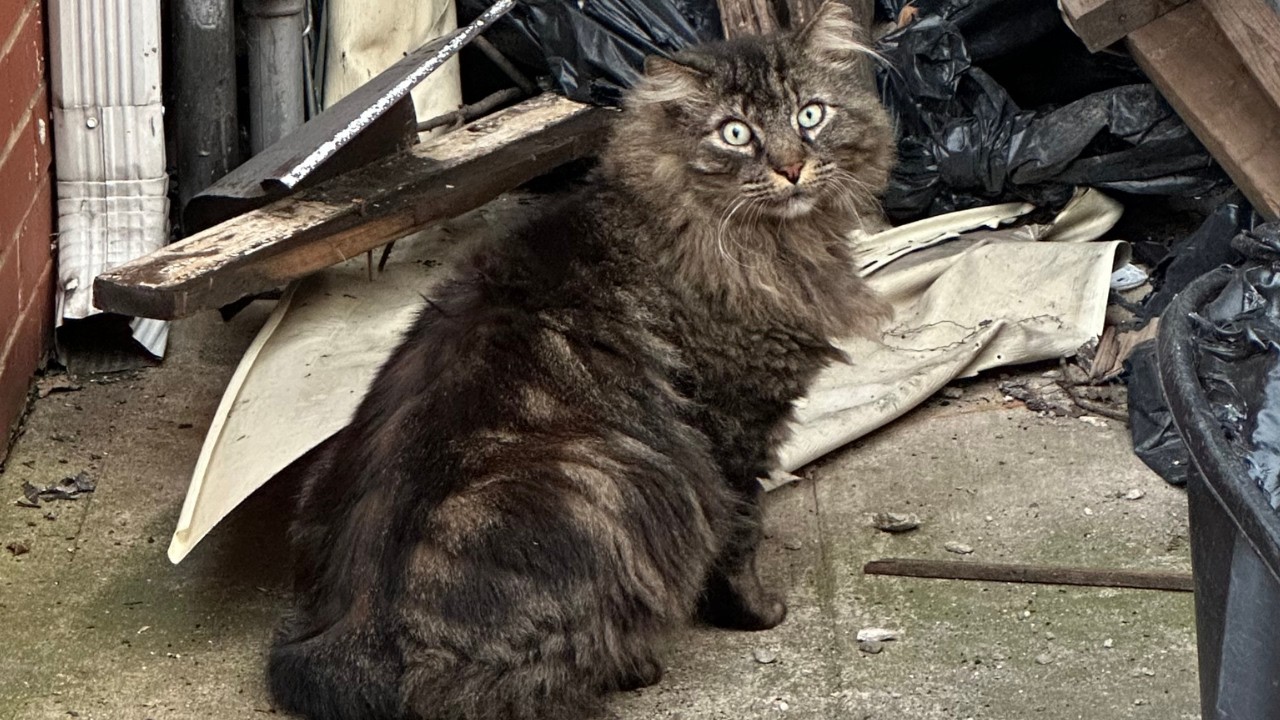 Уличный кот, которого знали все