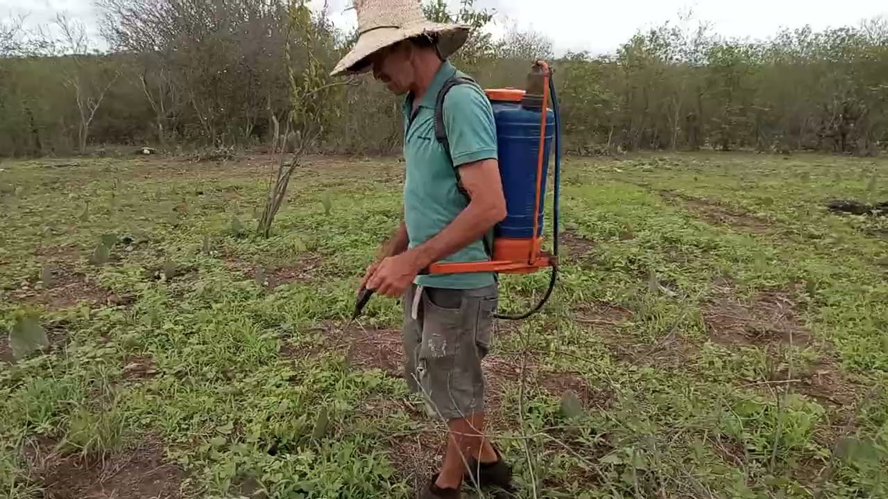 Polverizando o mato da palma