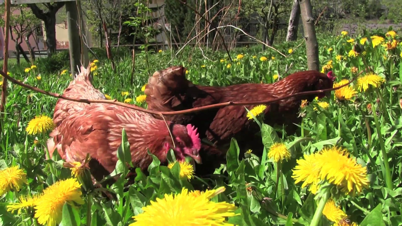 Uova in montagna - allevamento di galline ovaiole ruspanti