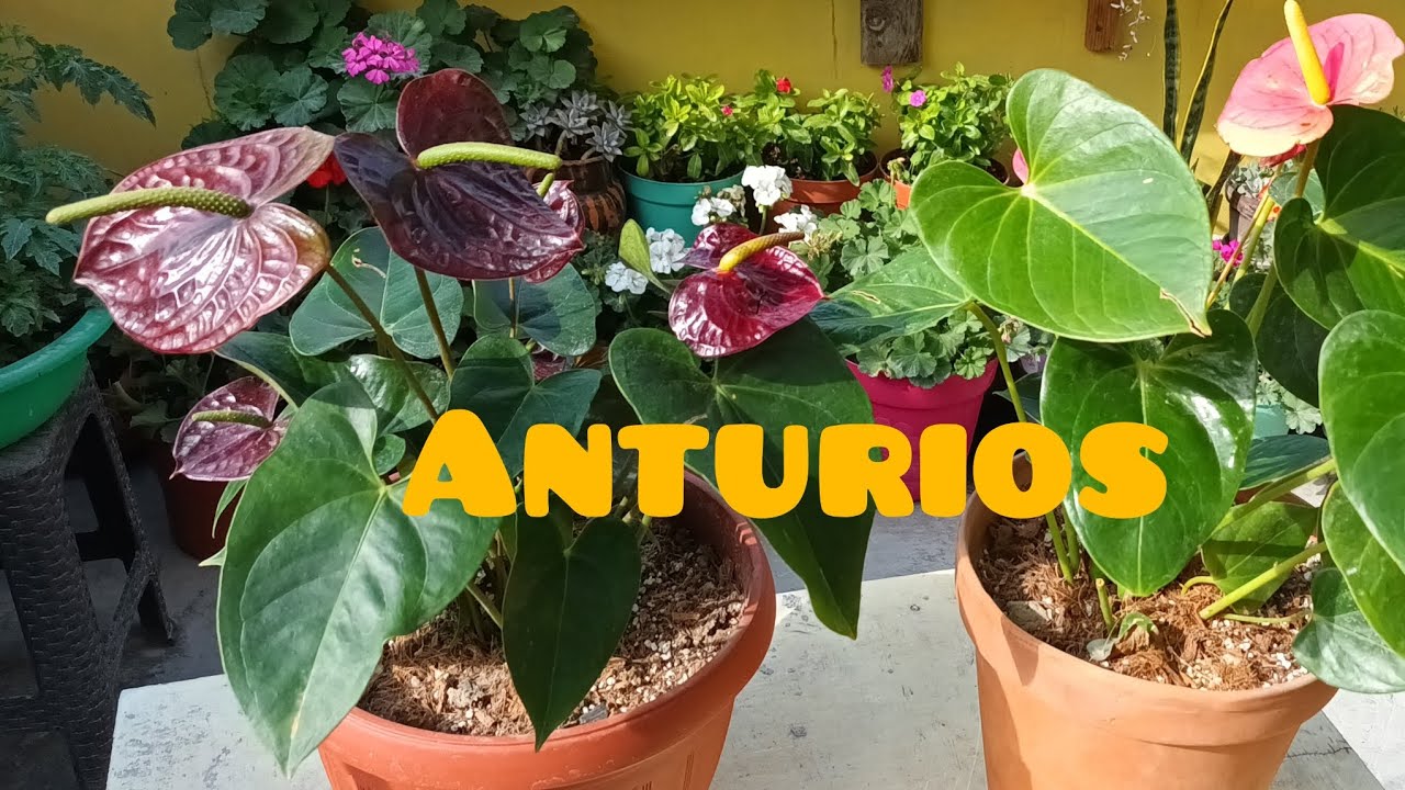 Sustrato recomendado para anturios y como reproducirlos por esqueje #anturios #anturium #plantas