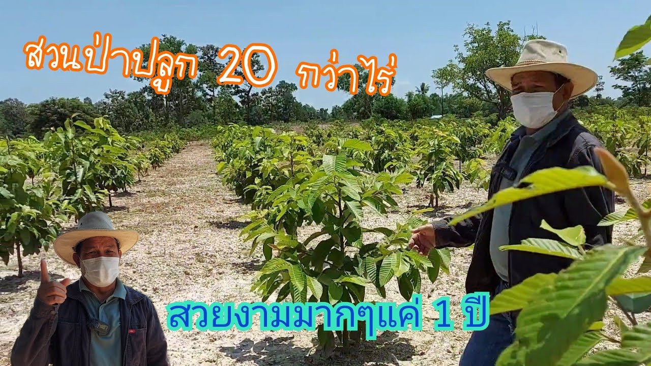 สวนป่าปลูกเพื่อลูกหลาน เป็นแหล่งอาหารและความมั่นคง