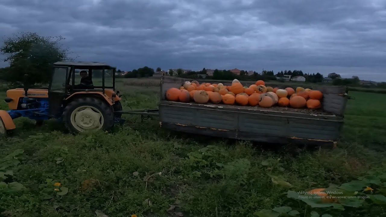 Zbiór dyni kombajnem Polskiej ręcznej roboty 😎🤣