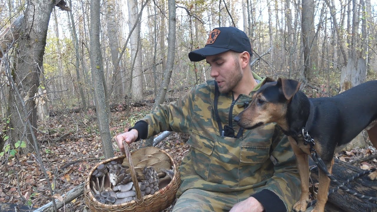 Таких красивых вешенок(грибов)вы не видели никогда в жизни,тихая охота с ягдтерьером,дикие вешенки!