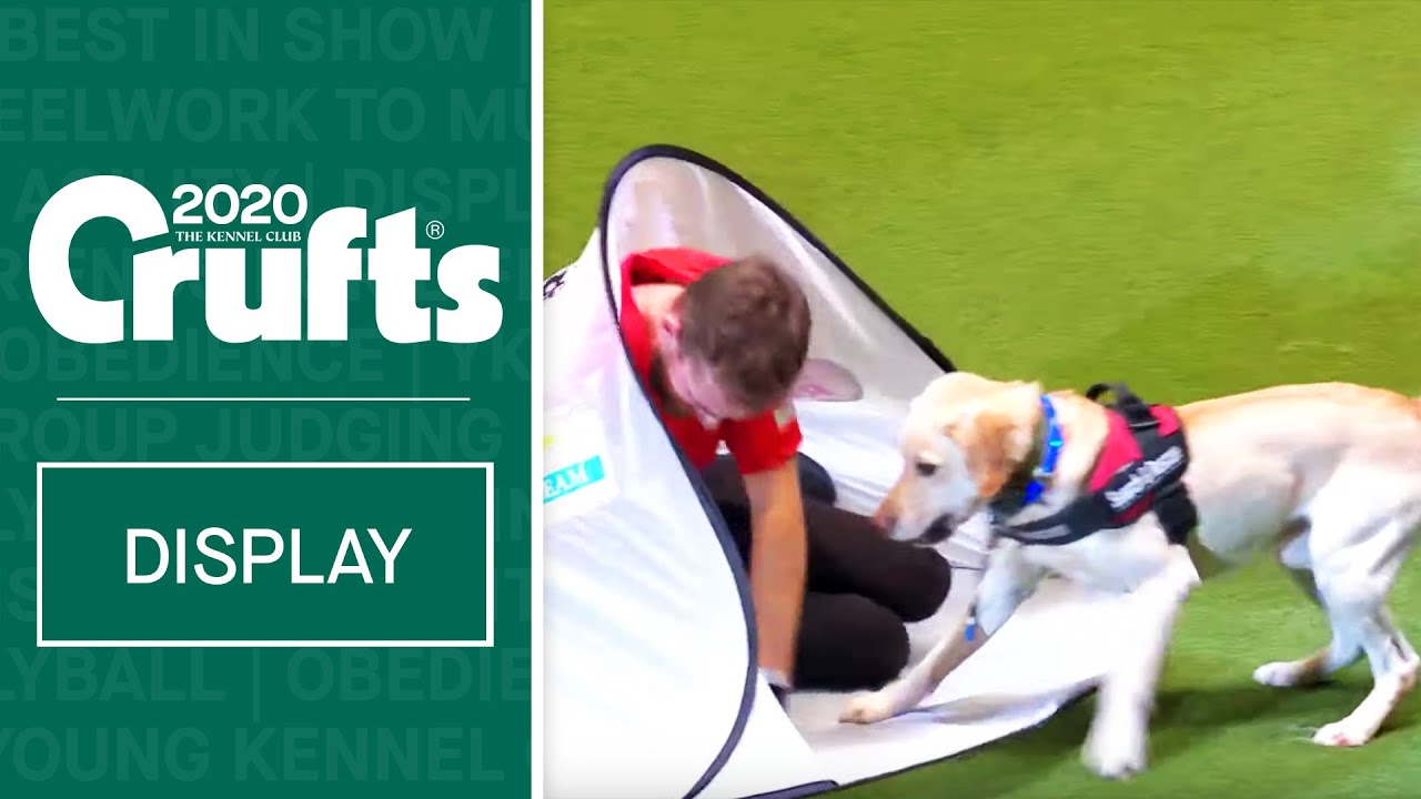 Dogs to the rescue! Lowland Search and Rescue Team at Crufts 2020