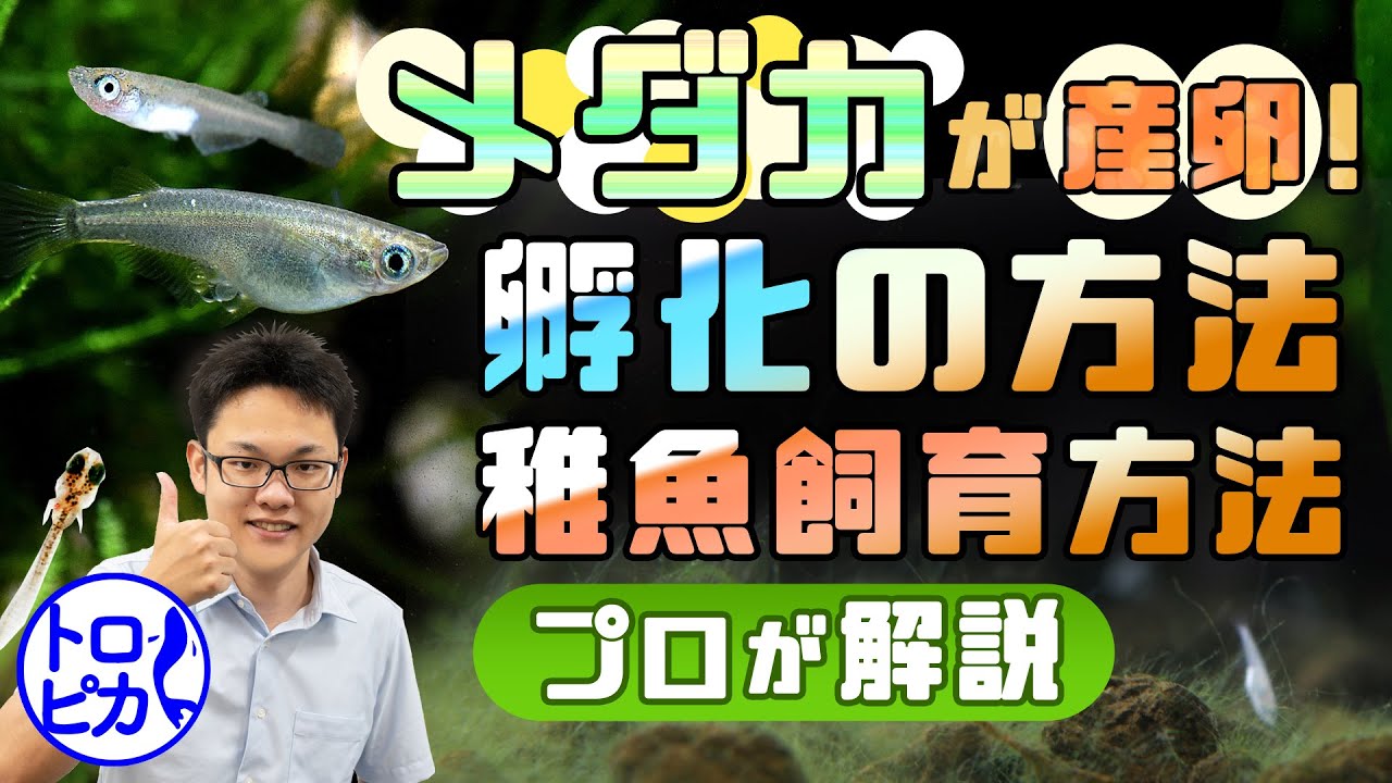 メダカが産卵！孵化の方法と稚魚飼育方法をプロが解説！