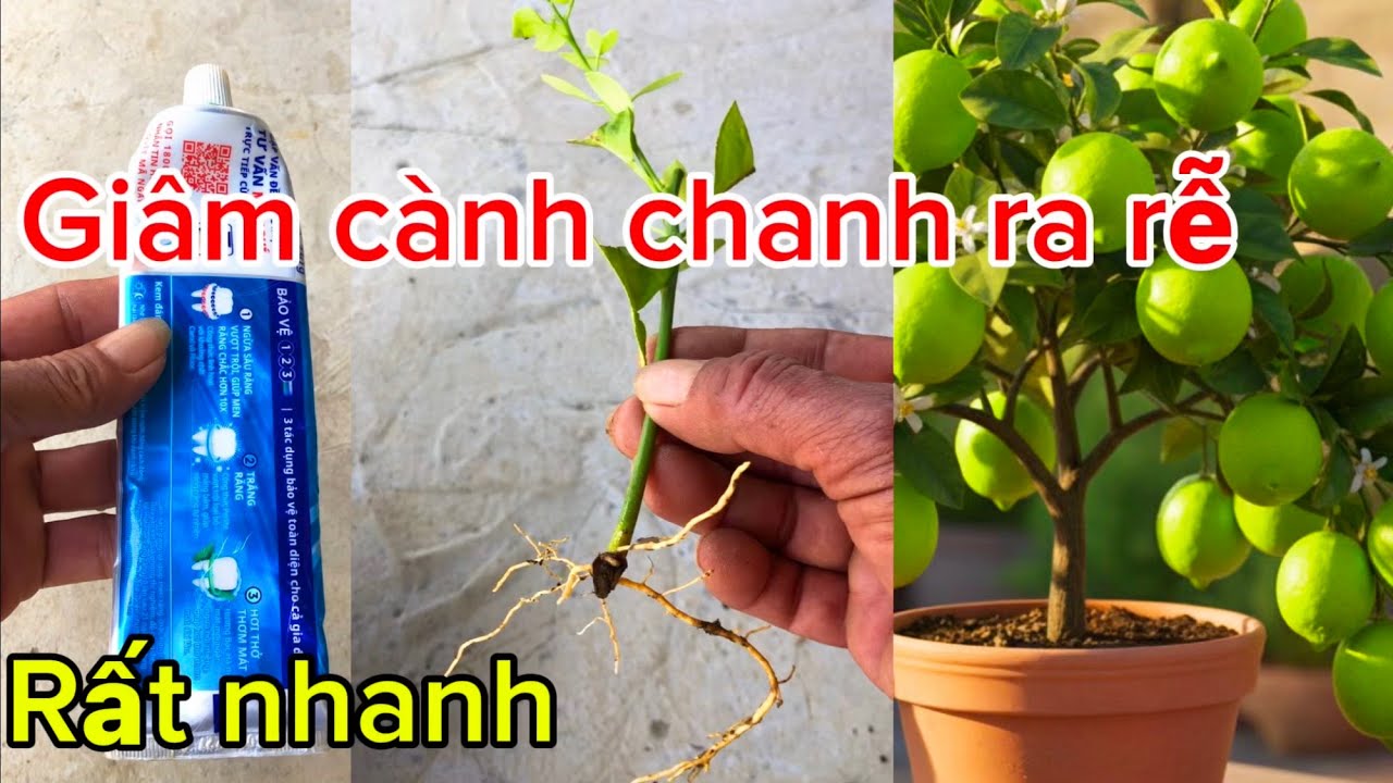 Chỉ cần kem đánh răng cành giâm sẽ ra rễ rất nhanh 