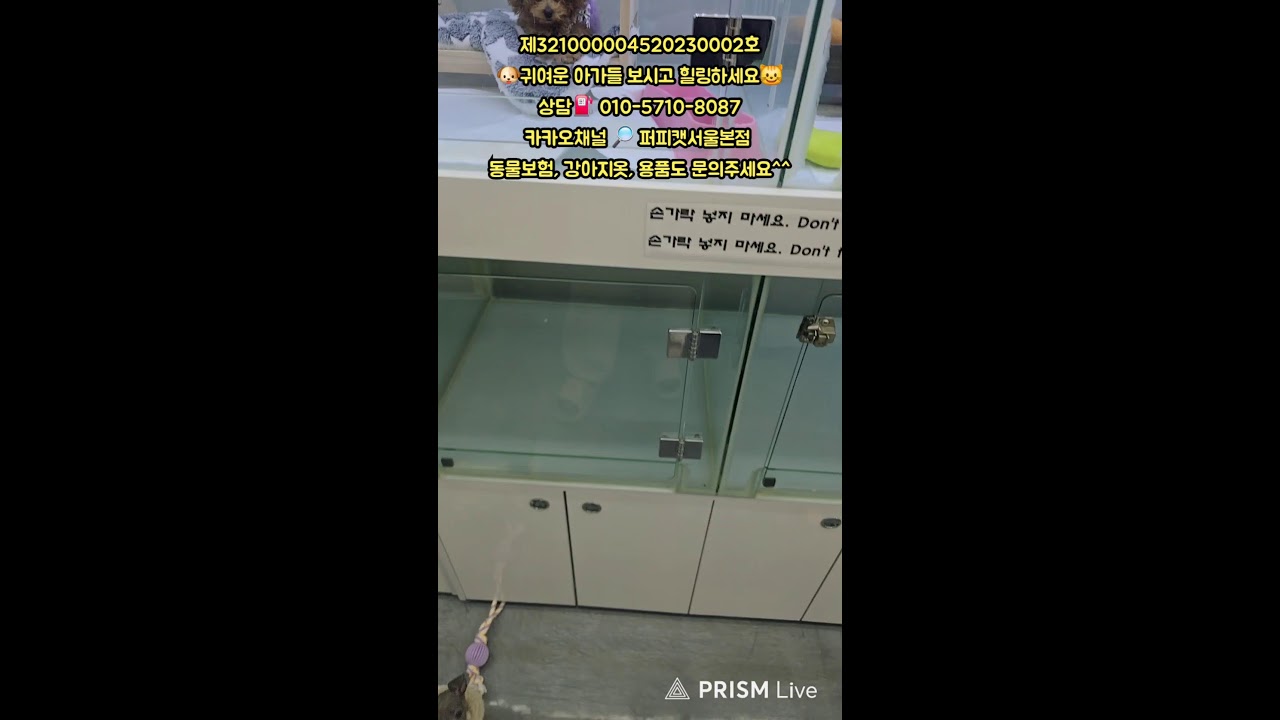 🐶퍼피캣서울본점😺 #퍼피캣  #강아지분양 #고양이 #고양이분양 #애견분양 #댕댕이 #라이브 #live