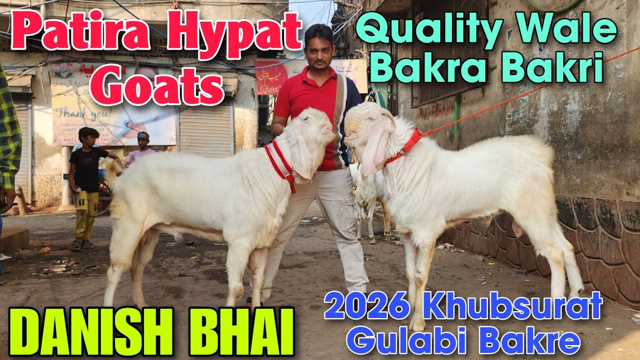 2026 Khubsurat Gulabi Bakra Bakri At DANISH BHAI | Patira Hypat Female Goat Kids In Bhiwandi 