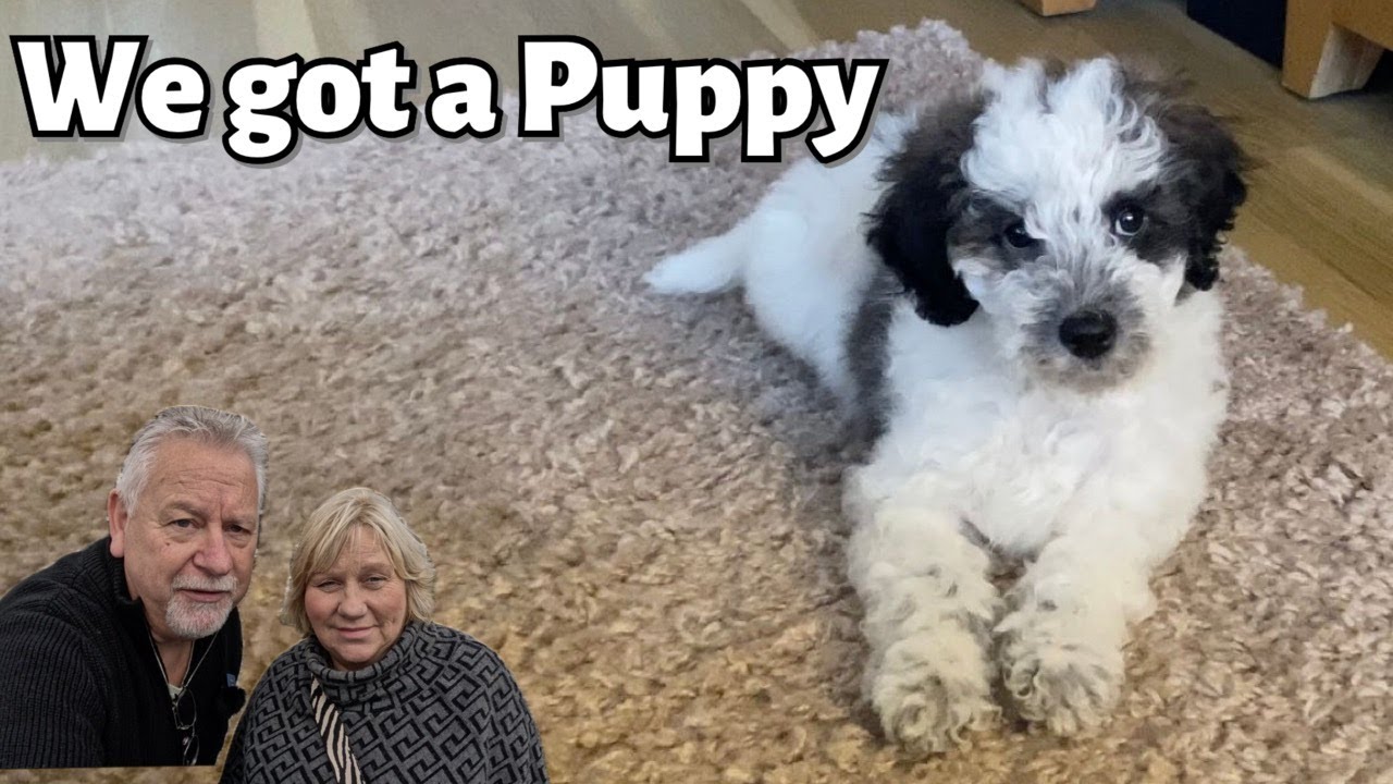 Meet Ralphy our 10 week old Cavapoo