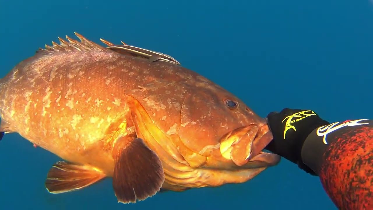 BIG DUSKY GROUPER ΡΟΦΟΣ George Vasiliou Spearfishing World Champion. ΜΕΓΆΛΟΙ ΡΟΦΟΙ σε βαθιά νερά