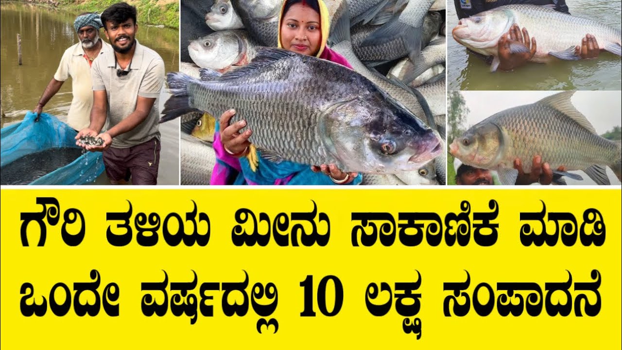 ಗೌರಿ ಮೀನು ಸಾಕಿ 10 ಲಕ್ಷ ಸಂಪಾದನೆ💰||Gowri fish farming