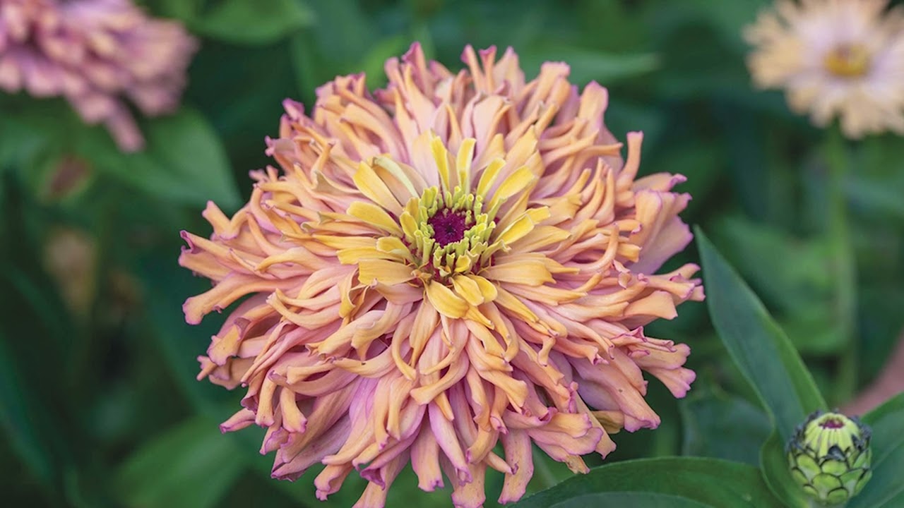 'Agave' Zinnia &ndash; Bred by Johnny's Selected Seeds
