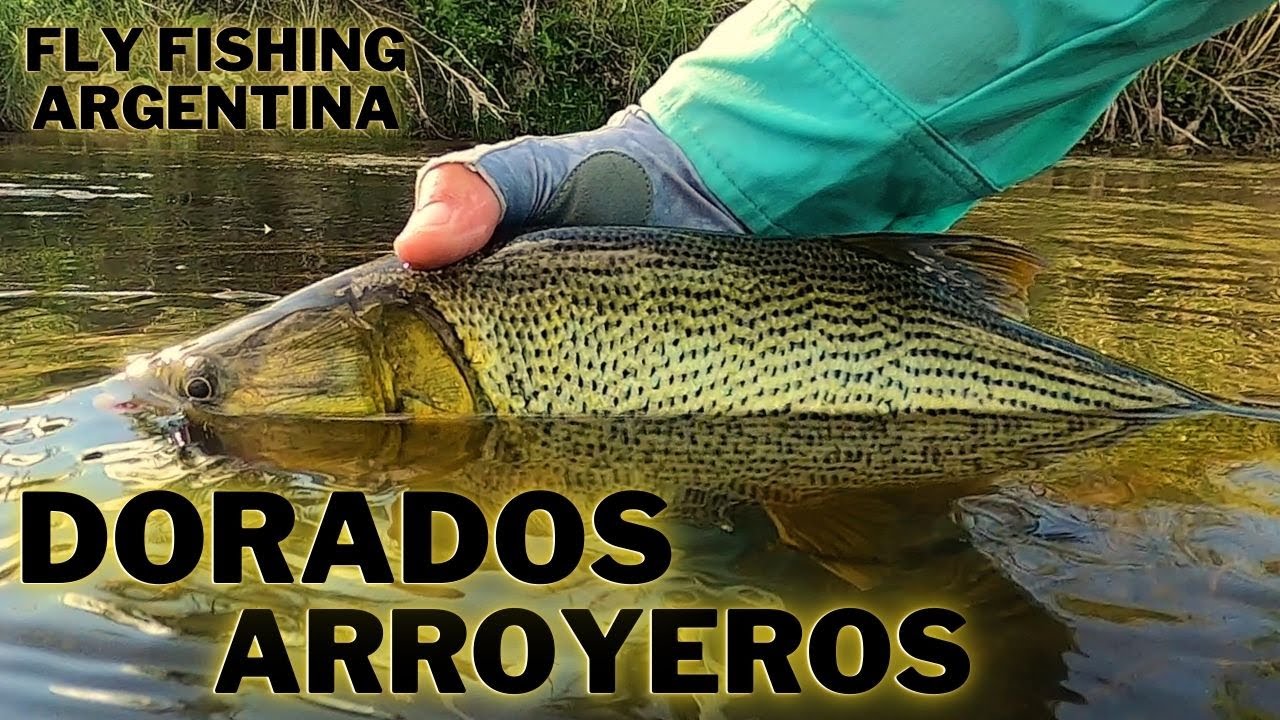 Dorados de Arroyos Bonaerenses - Fly Fishing - Vadeo