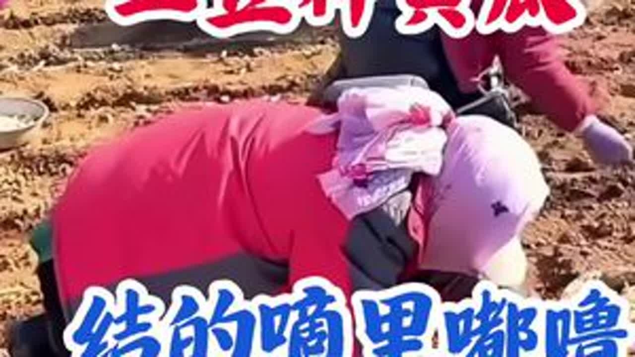 土豆种黄瓜 根粗苗壮 结的嘀里嘟噜多