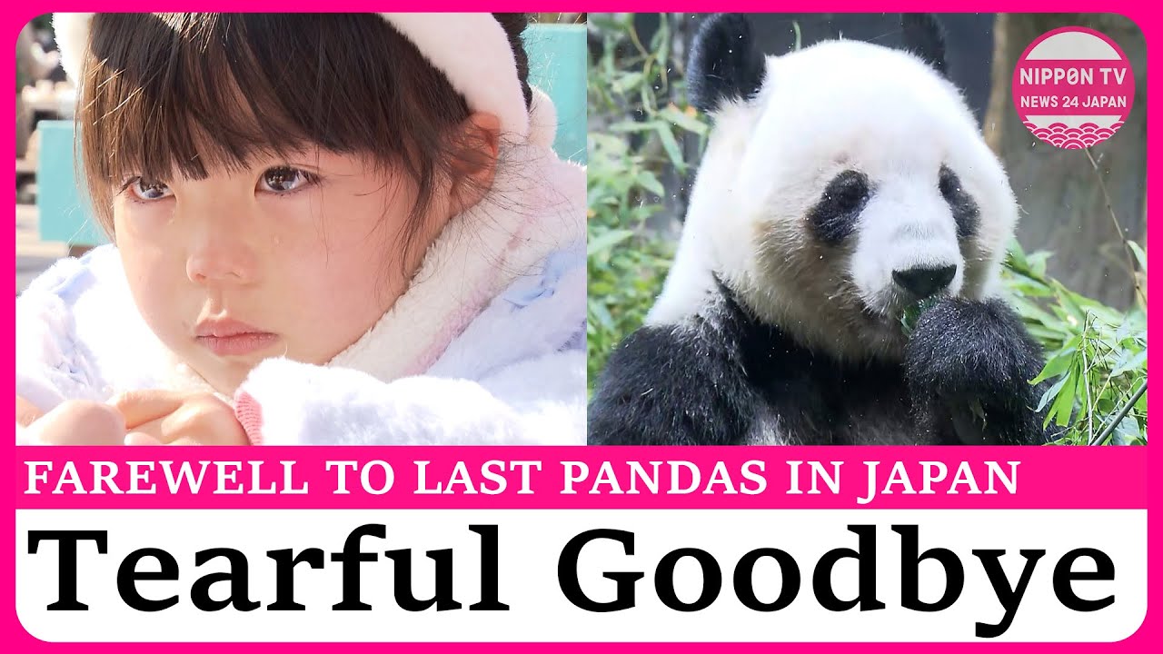 Thousands bid farewell to twin pandas on final viewing day at Tokyo’s Ueno Zoo