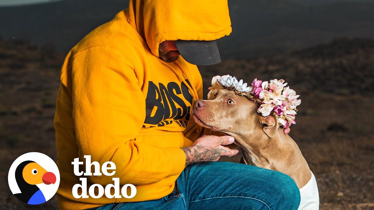 Спасённая с цепи Питти оказалась беременной | The Dodo