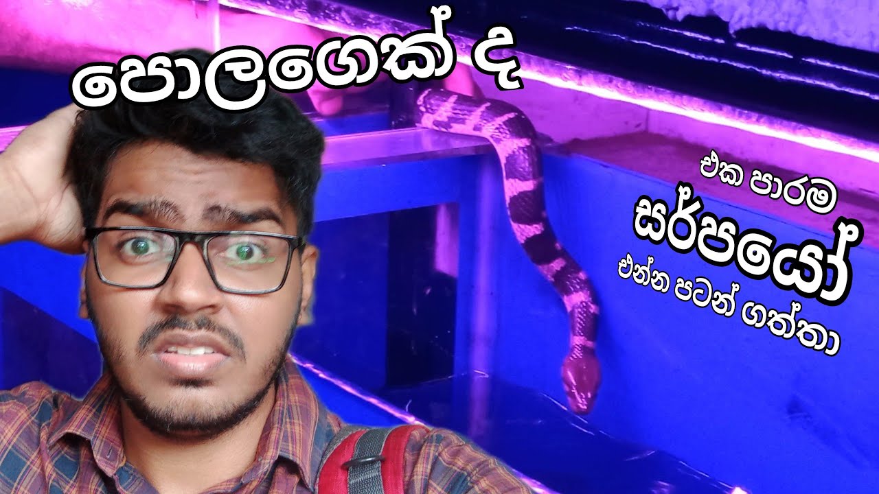 එකපාරටම මාලු කඩේට සර්පයො එන්න පටන් ගත්තා😱😱