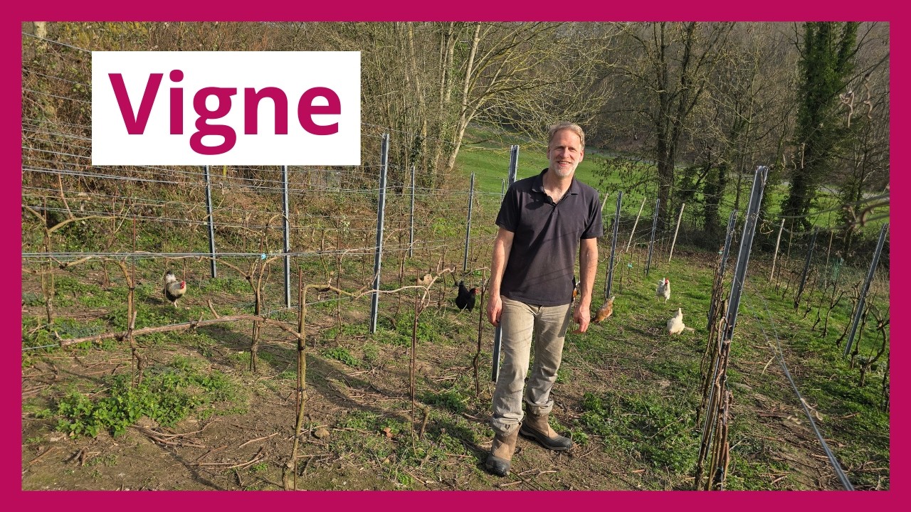 La vigne : taille, maladies et variétés | Les conseils de Vincent (Micro-ferme Queue de Pelle)