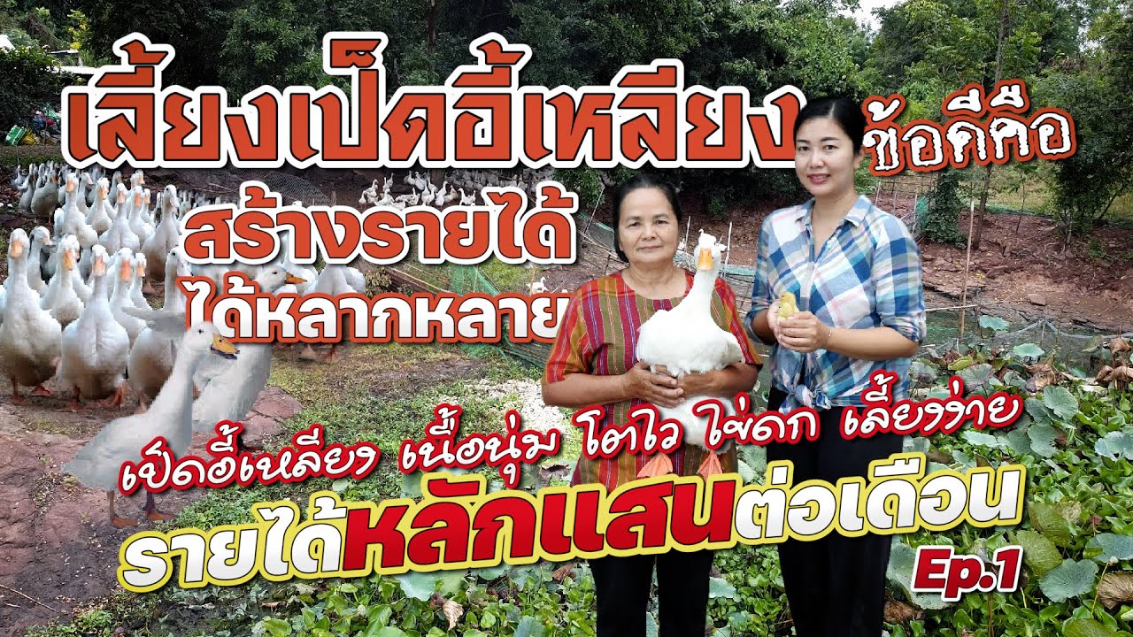 Ep.1 เป็ดอี้เหลียงเนื้อนุ่มโตไวไข่ดก เลี้ยงง่ายรายได้หลักแสนต่อเดือน #เกษตรอารมณ์ดี