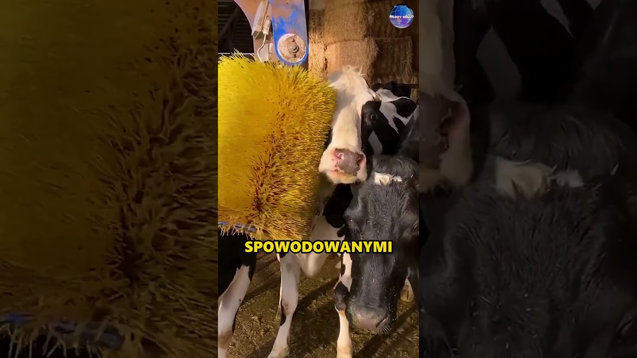 Jak Rolnicy Dbają O Komfort Bydła?