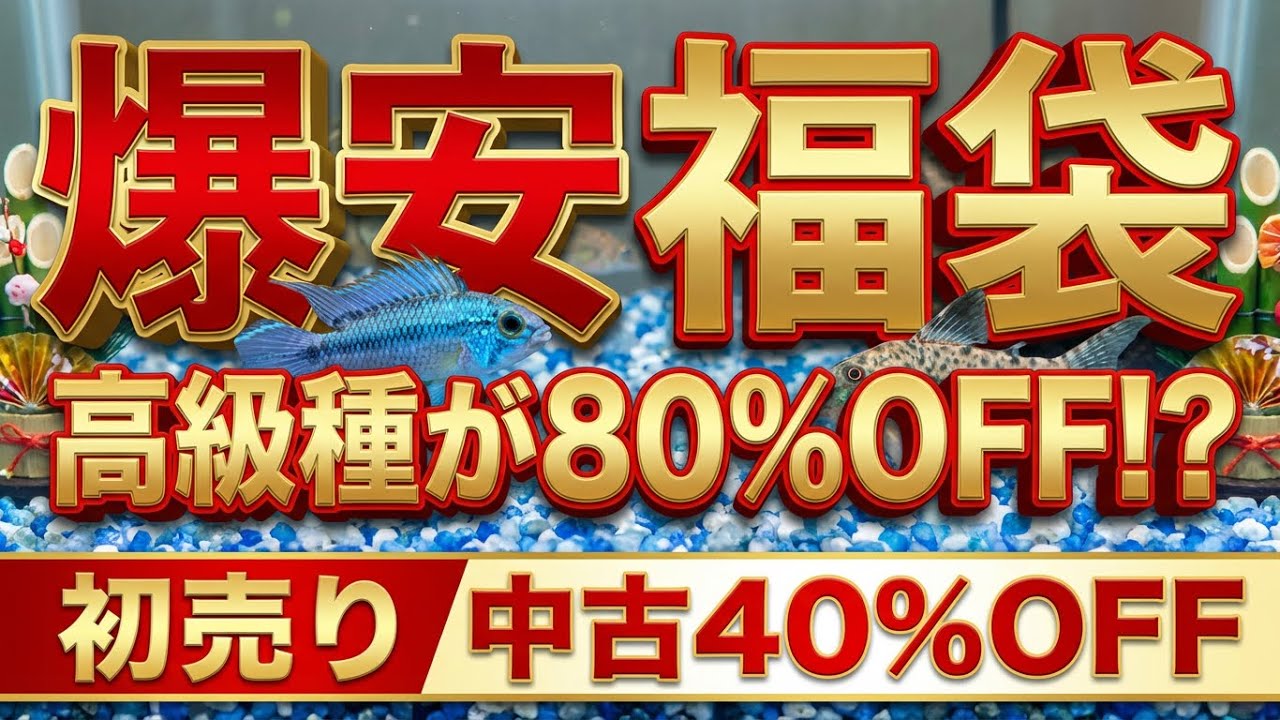 【衝撃価格】高級魚が1匹〇〇円！？赤字覚悟の「最強福袋」と謎のコリドラス入荷！【初売りセール】総合アクアリウムショップ ペットバルーン