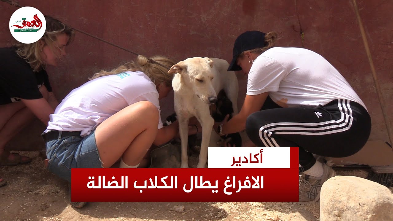 يسيره أجانب.. السلطات تقرر إفراغ مأوى للكلاب الضالة بشمال أكادير