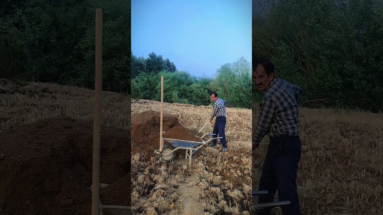 Farmer Applying Animal Manure to the Field | Organic Fertilizer for Soil Fertility @Rural_liffe