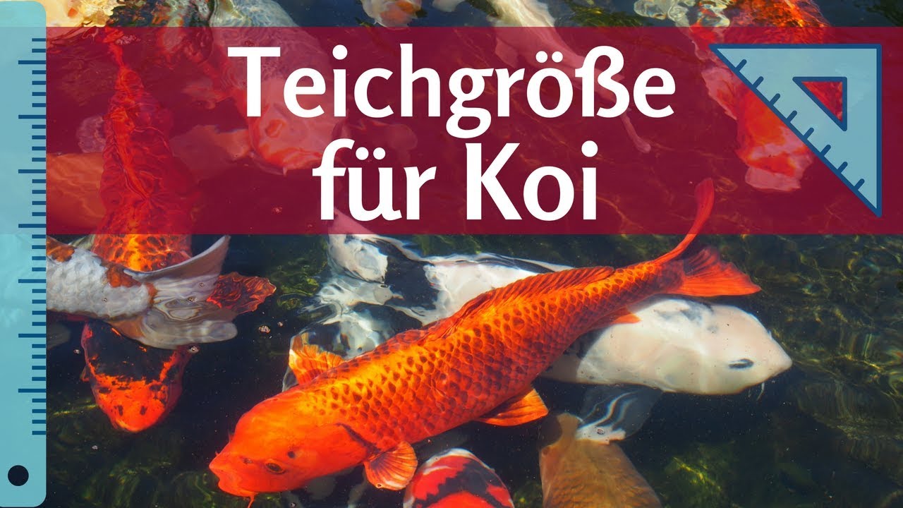 Ideale Teichgröße für Koi - Wie groß sollte mein Teich sein?