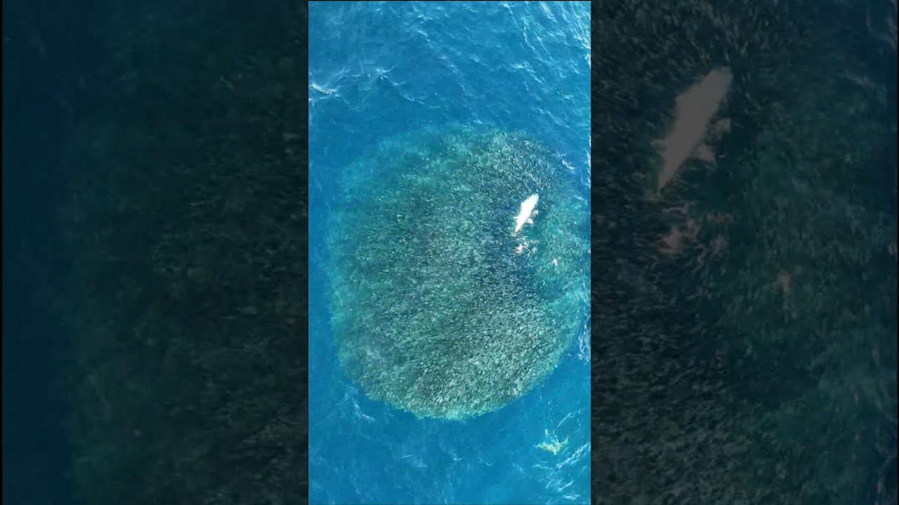 Massive tuna hitting a baitball. 