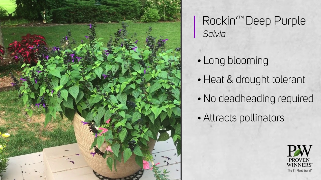 Rockin&rsquo; Deep Purple Salvia | Hummingbird Magnet by Proven Winners