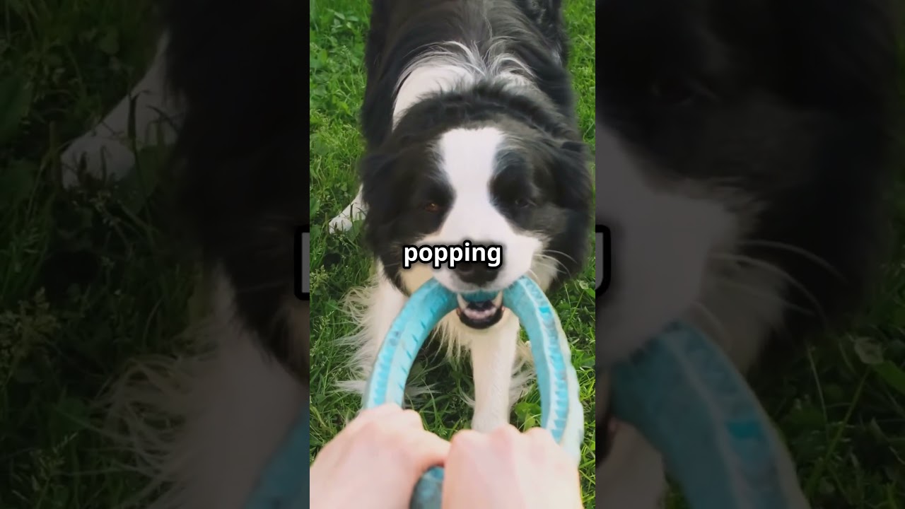 5 Quick Indoor Games to Keep Your Dog Happy! #dogcare #pets #doghabits #doghealth #cutedog #doglover
