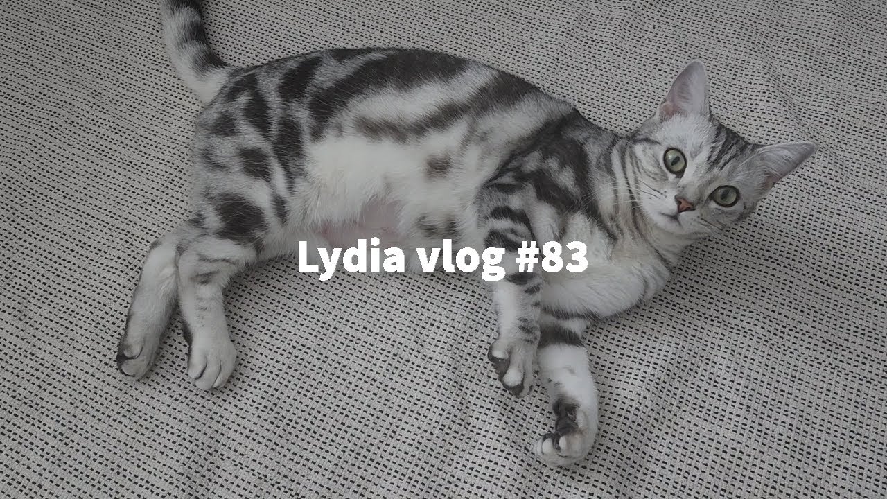 [ENG] Lydia vlog #83| 오레오 중성화 수술후의 일상 | 이케아 싱크대 조립