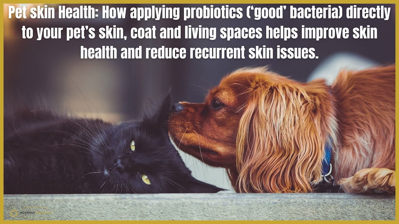 Pet skin Health: How applying probiotics to your pet's skin & living spaces helps reduce skin issues