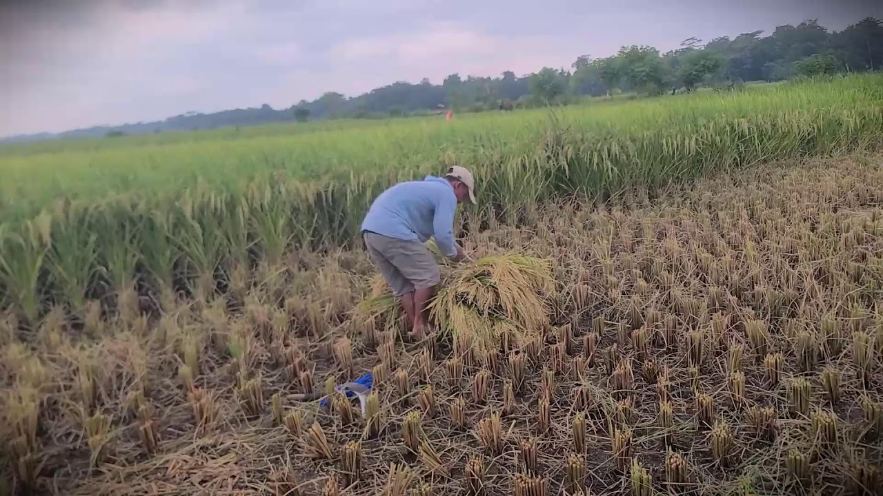 Old World Farming: Manual Rice Harvesting Process _FarmersLife _Shorts