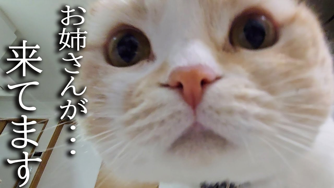 初めてお姉さんが遊びに来たら犬と猫がこうなっちゃいました...