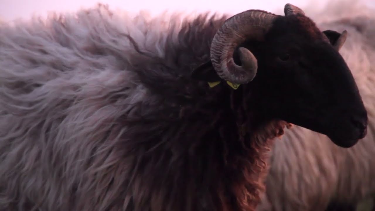 CRU FILM Trailer