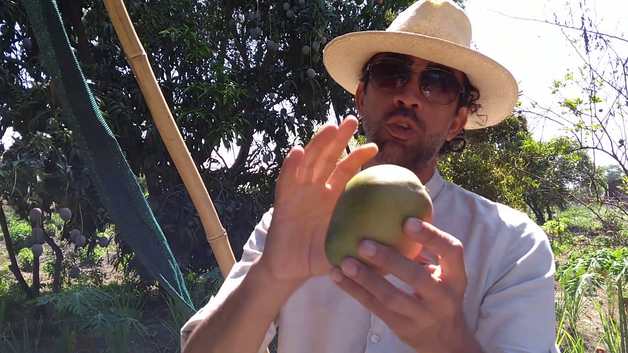 Variedades de mango