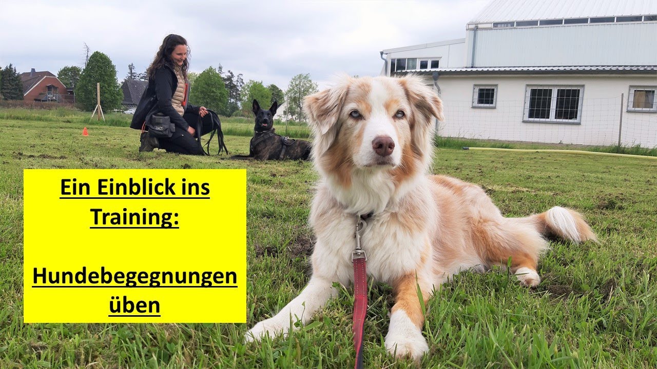 Einblick ins Hundetraining: Hundebegegnungen üben mit Mona und Joy | Wir führen zwei Hunde zusammen