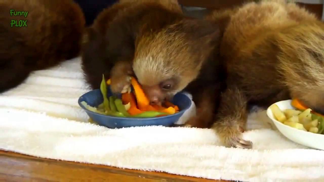 Cute & Funny Sloth Compilation 2017