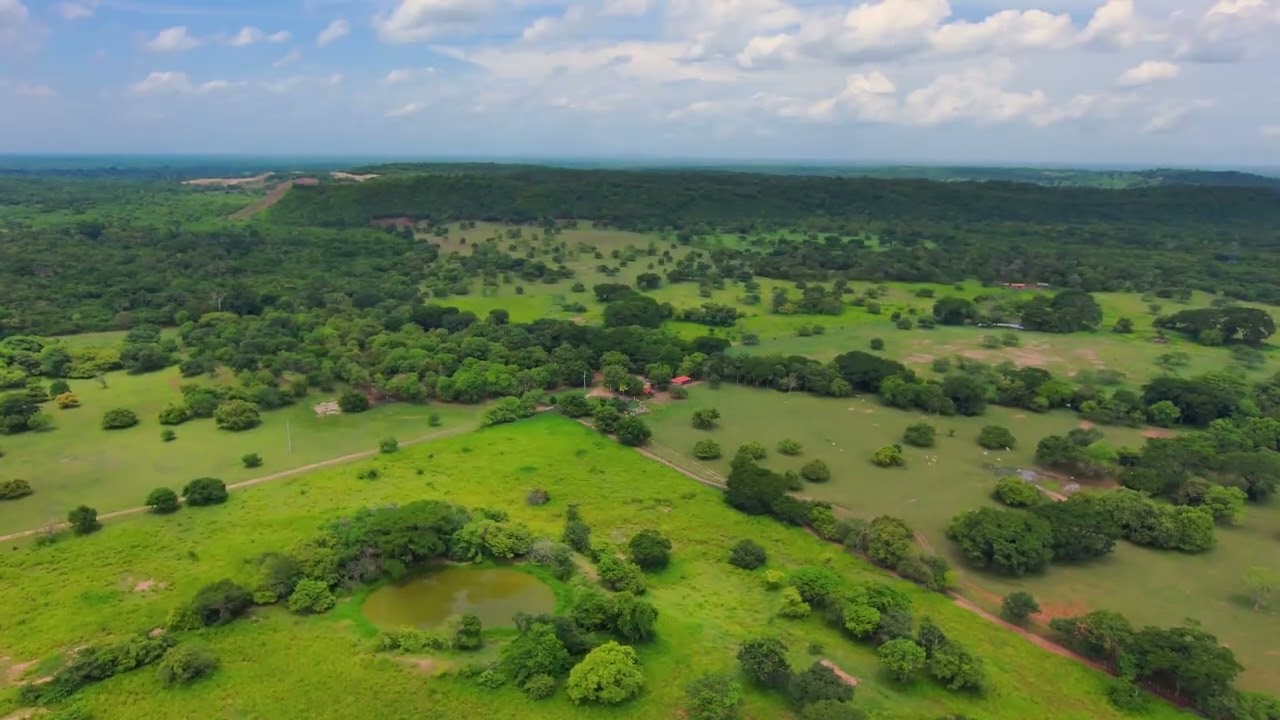 30 Minutes Green Nature Sounds 🌿 Deep Focus Study| Relaxing Vegetation for Work & Productivity