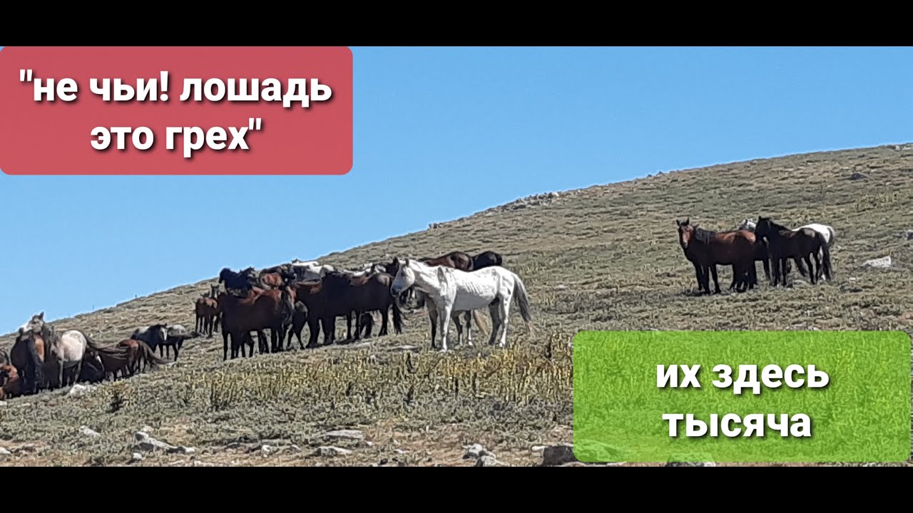 ТУРЦИЯ, табун диких мустангов в горах | vahşi atlar | أحصنة برية | wild horses