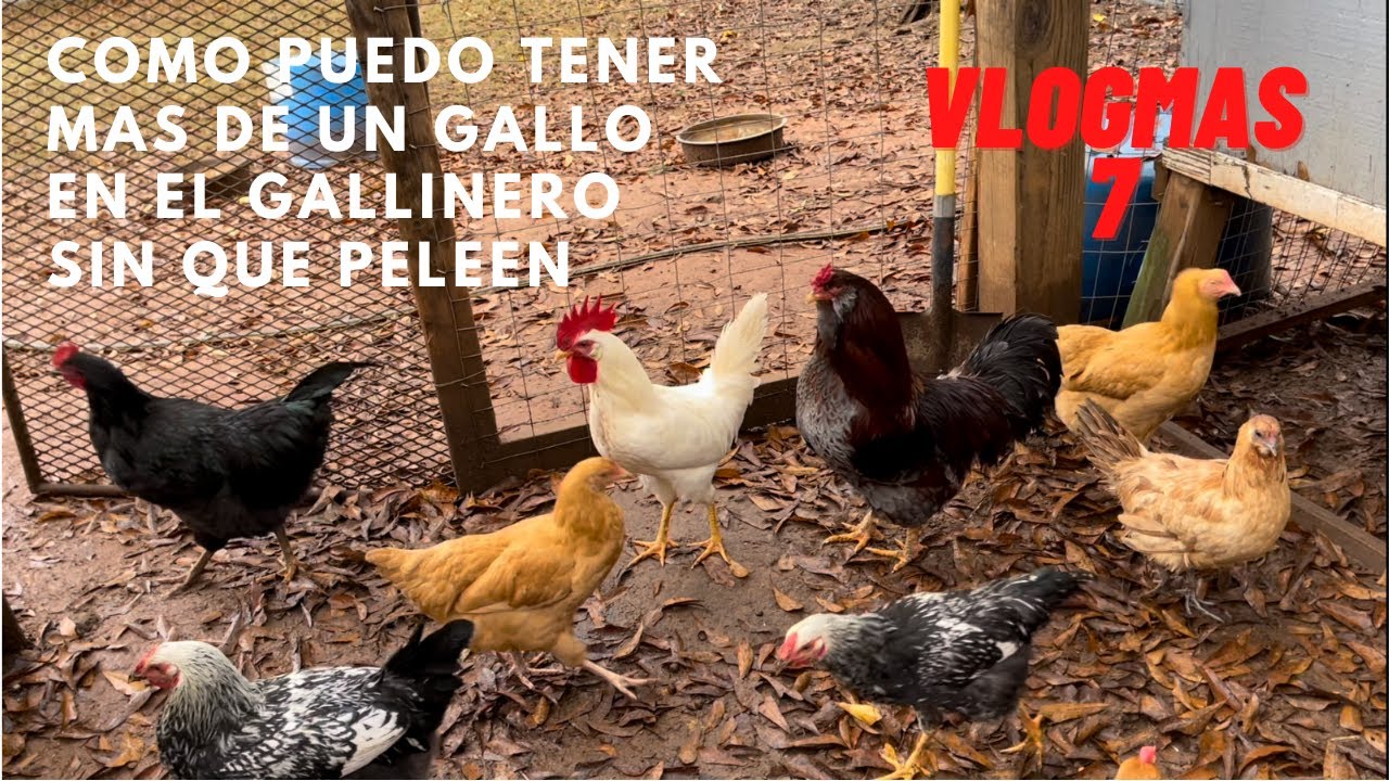 Como puedo tener más de un gallo en el gallinero y sin que peleen