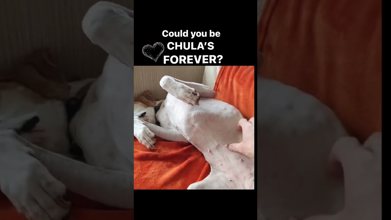❤️Chula needs her Forever
