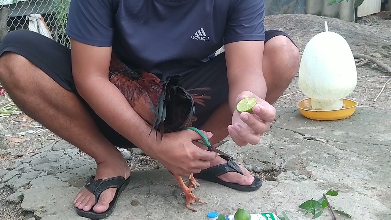 Bày thuốc dân gian trị gà khò khè lâu ngày cực hay
