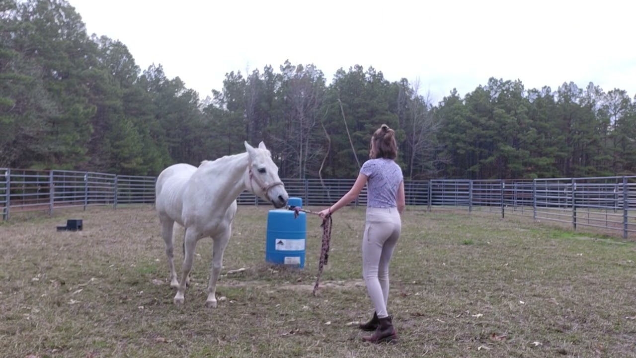 Piaffe training Pt. 2