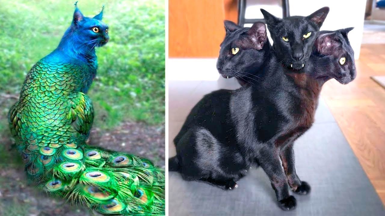 One in a Billion! The Rarest Cats in the World