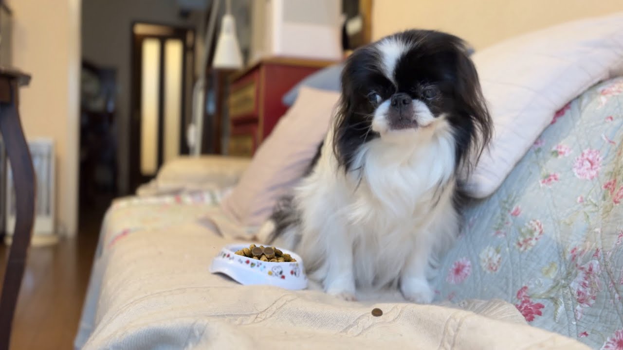 【悲報】トッピングなしのカリカリを、静かに1粒だけ返品されました…