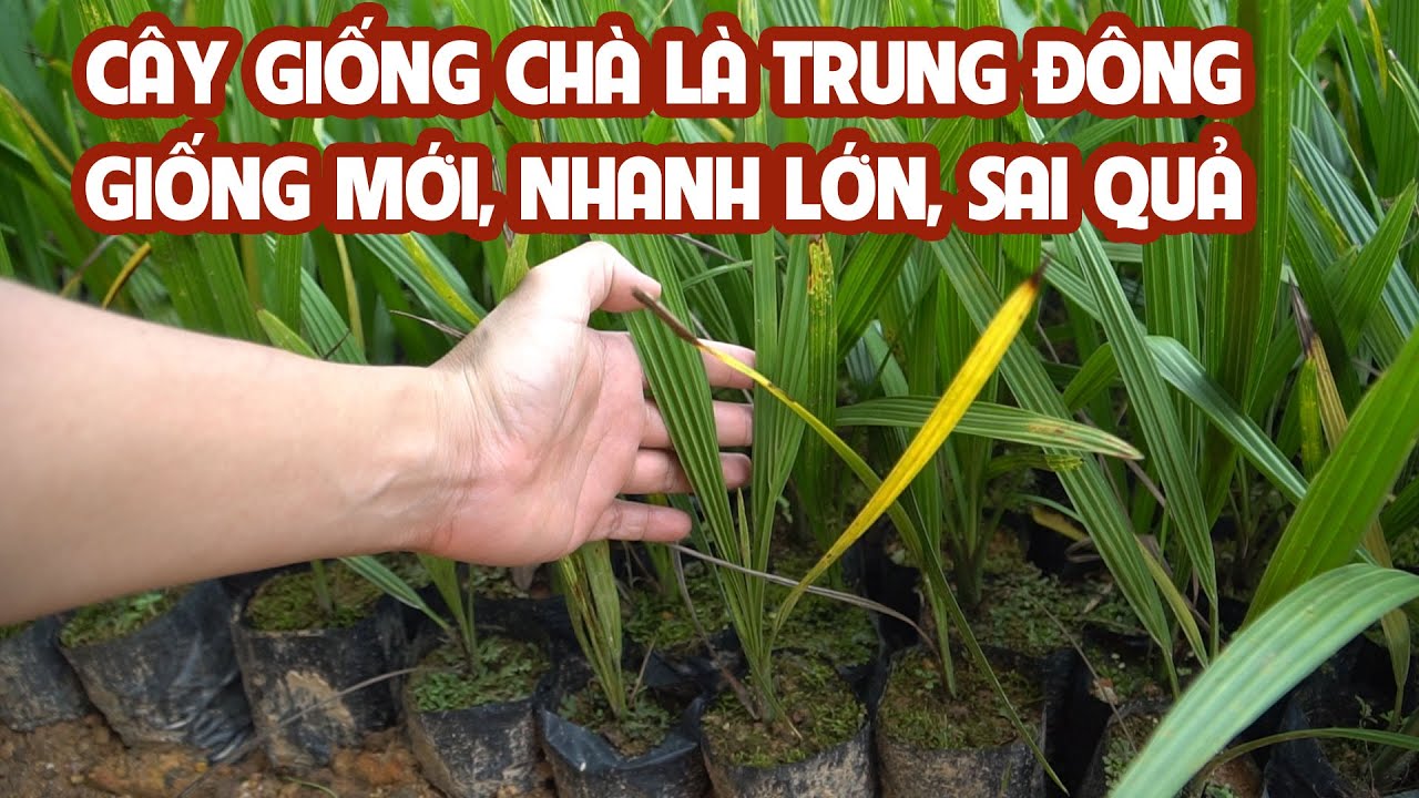 C&Acirc;Y GIỐNG CH&Agrave; L&Agrave; TRUNG Đ&Ocirc;NG GIỐNG MỚI, NHANH LỚN, SAI QUẢ 0798 414 414