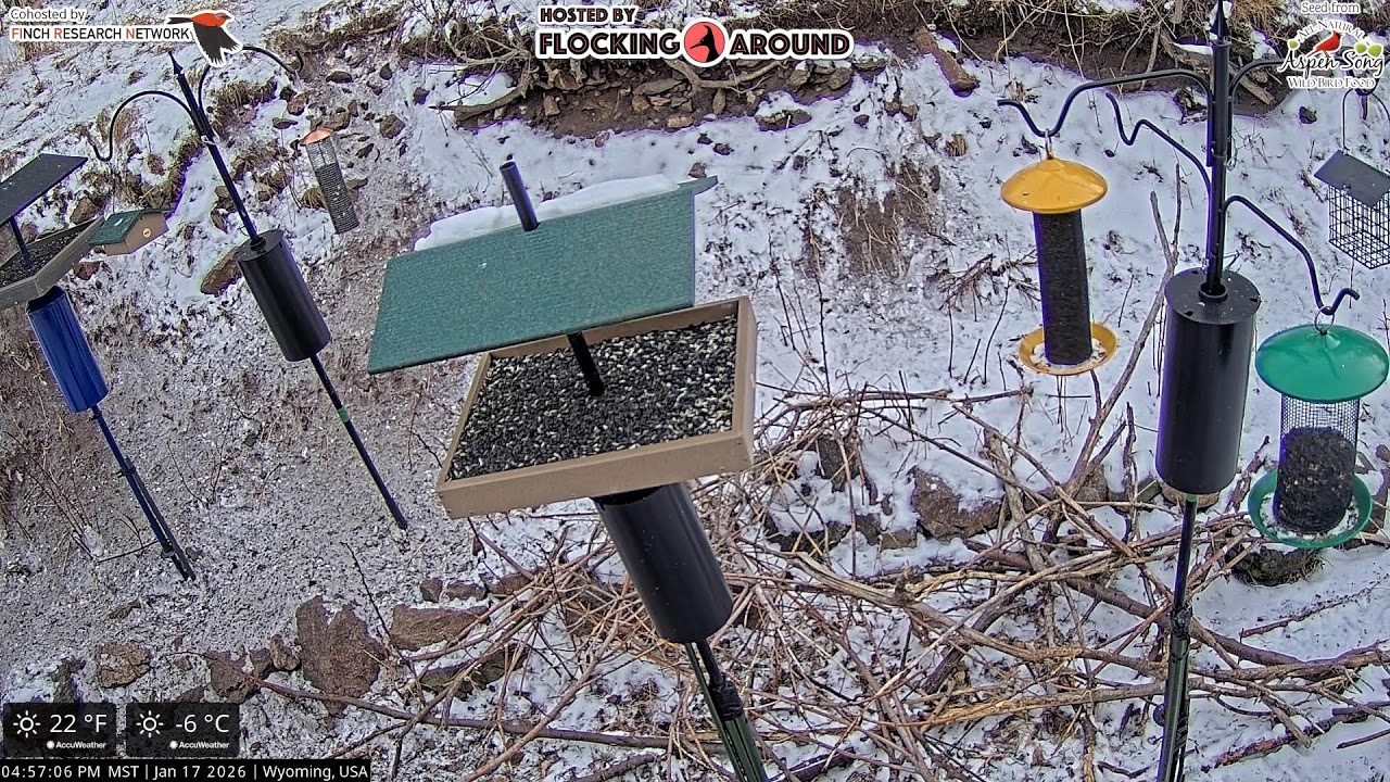 01/17/2026 - Bird Feeder Livestream from Flocking Around HQ