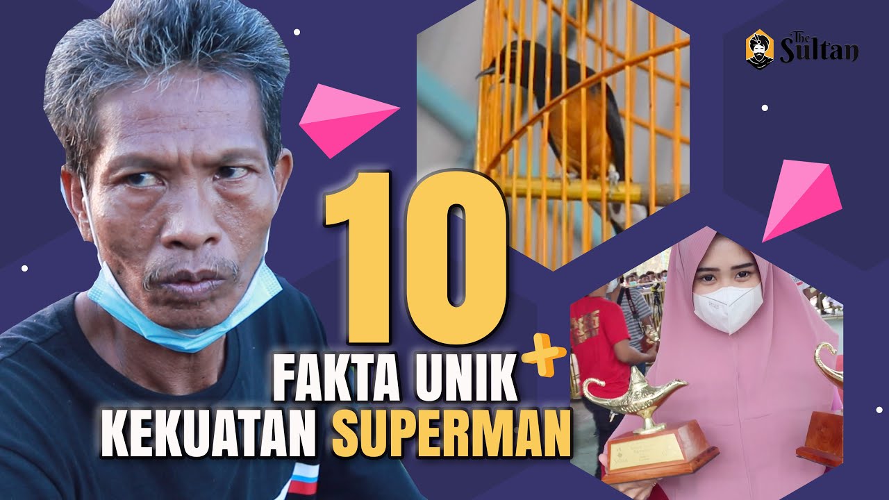 The SULTAN🔥10 FAKTA UNIK Kekuatan Suara Murai SUPERMAN